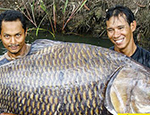 世界上最大鲤鱼竟然重达113.5公斤！