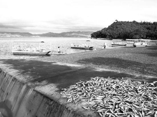 封湖禁渔期被偷捕晒干的银鱼