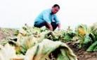 济南20多亩白菜枯死 村民疑为农药厂污染所致