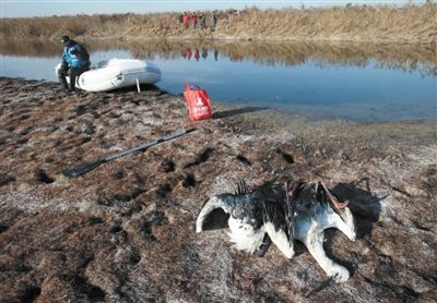 昨天，志愿者在北大港湿地保护区又发现8具白鹳尸体，至此，共有21只东方白鹳死亡。