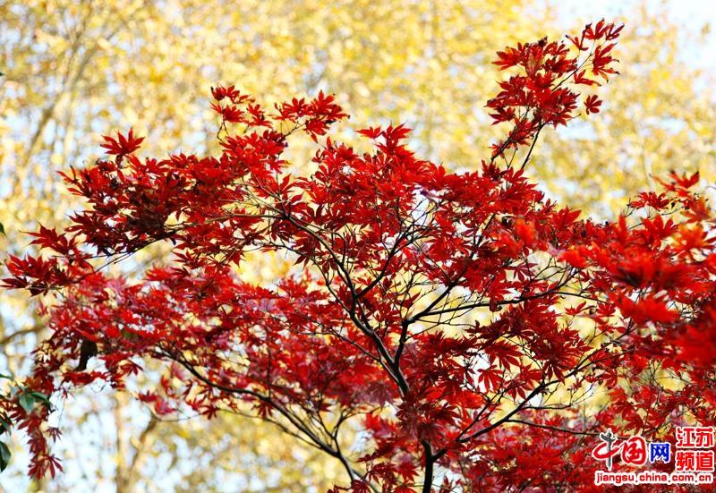 栖霞枫叶正红时 看用生命对生长的赞礼