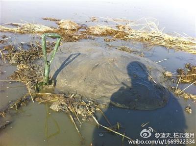 天津蓝天救援队进入湿地，对毒坑进行彻底填埋。