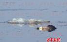 青岛墨水河湿地鸟类遭毒杀 赤麻鸭已缩减为三只