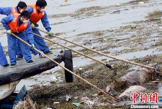 上海黄浦江已打捞超1200头死猪 来自江浙多地（组图）