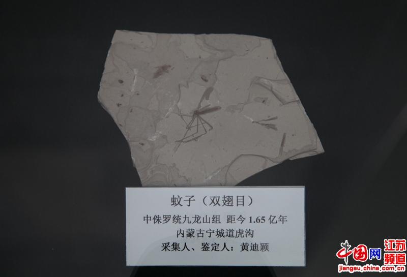 南京古生物博物馆“五一”首次对外展出恐怖虫化石标本