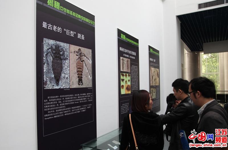 南京古生物博物馆“五一”首次对外展出恐怖虫化石标本