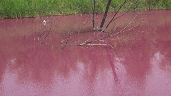 图为沧县大垛庄村红枣加工企业排污水渠添加药剂后出现了一条“红河”。