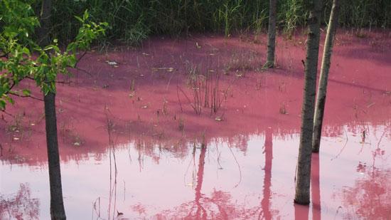 图为沧县大垛庄村红枣加工企业排污水渠添加药剂后出现了一条“红河”。