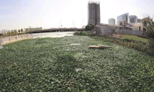 浙江绍兴数百万建景观带 河水污染致水葫芦泛滥（组图）