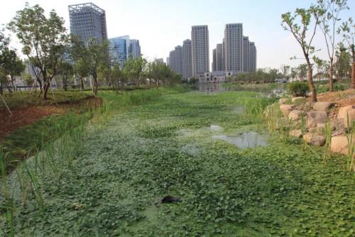 浙江绍兴数百万建景观带 河水污染致水葫芦泛滥（组图）