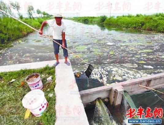 一村民在河道里打捞死鱼。