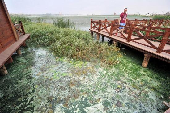 武汉后官湖面现大片“绿油漆”染绿千米湖岸线（图）