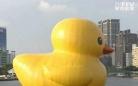 大黄鸭在高雄首度下水试航 民众踩爬艺术品遭批 