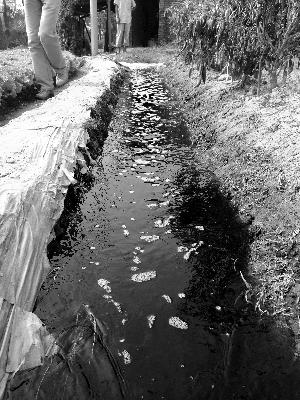 清洗工业胶桶的废水被直接排入河道，导致河水变成黑色 