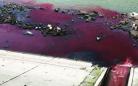 泸州紫红色污水排入沱江 或为居民家用染料(图)