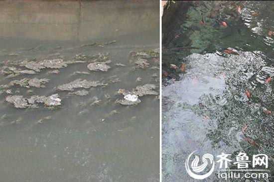 济南趵突泉公园泉水河道被污染 三天未找到污染源（组图）