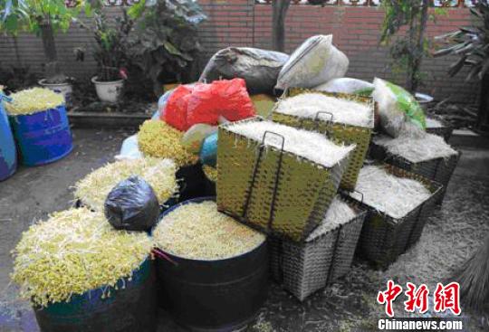 广州黑作坊日产千余斤毒豆芽 养豆芽如化学实验(组图)