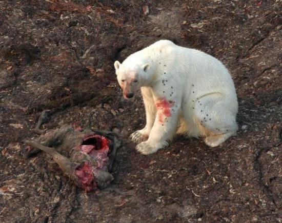 研究称受全球变暖影响 北极熊觅食转向陆地(图)