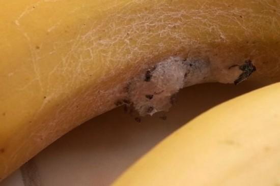 英男子所购香蕉中爬出数百只蜘蛛