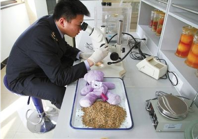 宁波检验检疫部门工作人正在检测小熊内的种子