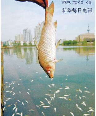 南京：秦淮河又现死鱼 市民捕鱼售卖(图)