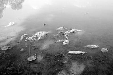 北京奥体公园湖面漂浮死鱼 因游客投食不当