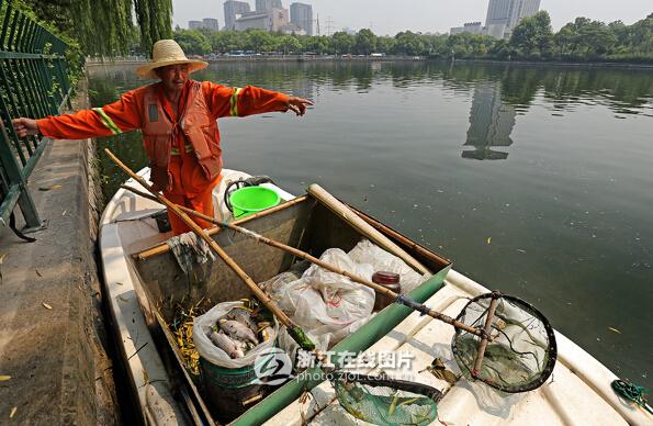 杭州饮用水源成放生池 保洁员每日捞百斤死鱼（组图）