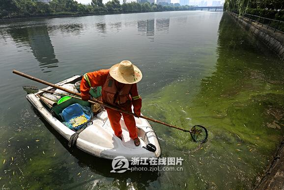 杭州饮用水源成放生池 保洁员每日捞百斤死鱼（组图）