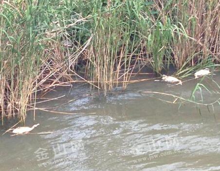 镇江滨水路一桥下现大量腐烂鸭子 严重影响水质（图）