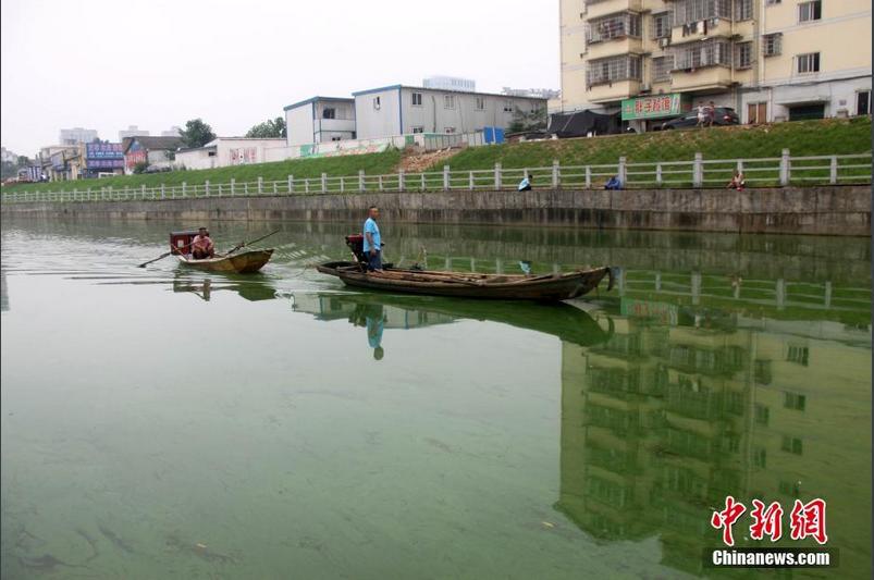 江西九江蓝藻爆发 景观河变“绿漆河”（组图）