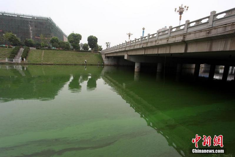 江西九江蓝藻爆发 景观河变“绿漆河”（组图）