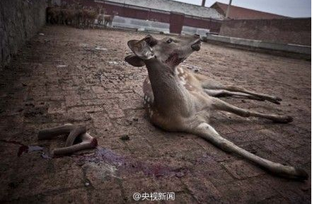 鹿茸去哪儿了？西安秦岭野生动物园梅花鹿鹿茸被割图/视频