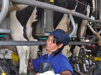 镇江长江乳业27万瓶牛奶违规加防腐剂被查