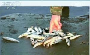 大连渤海湾养殖场用抗生素养海参 近海物种几乎灭绝(视频)