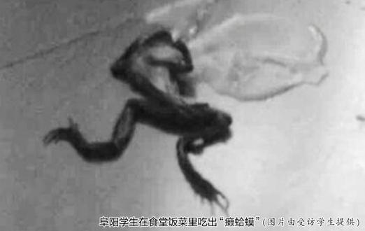 阜阳黄冈实验中学食堂稀饭捞出癞蛤蟆 曾多次出现虫子(图)