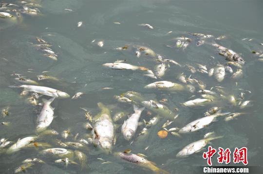 湖北黄石青山湖现大量死鱼 或与水质天气有关(图)