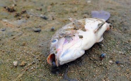 滁州郊区鱼塘内每天漂起上千斤死鱼 事发已连