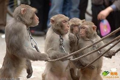 河南4名耍猴艺人被判刑引质疑 警方回应（图）
