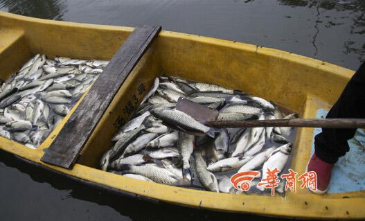 西安一鱼塘2万尾鱼死亡 养殖户怀疑被投毒警方调查（组图）