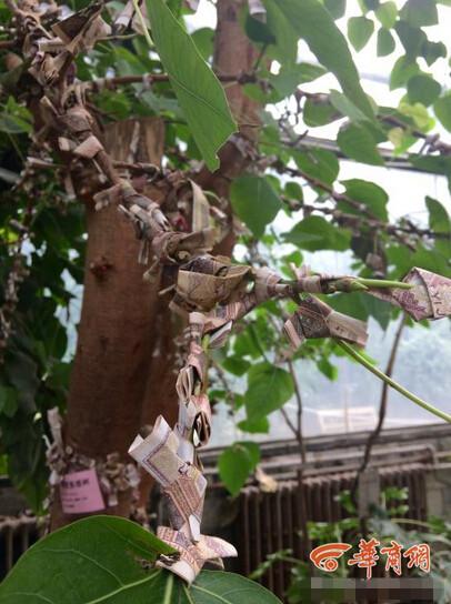西安植物园：游客为求好运将纸币缠满菩提树 园方称很无奈