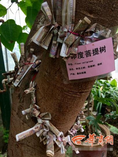 西安植物园：游客为求好运将纸币缠满菩提树 园方称很无奈
