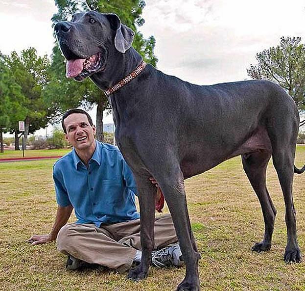 动物世界大全集狗大仝_世界最高大的狗_狗世界上最可爱的狗图片