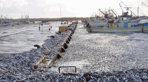 日本北海道现大量死沙丁鱼 铺满4公里海岸 