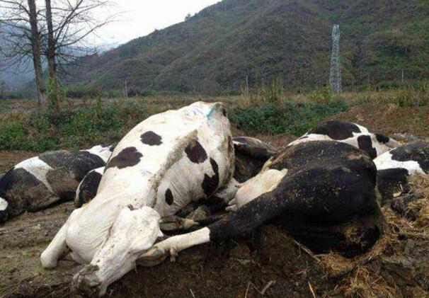 湖北：村民堵牧场大门半个月 饿死60余头奶牛 