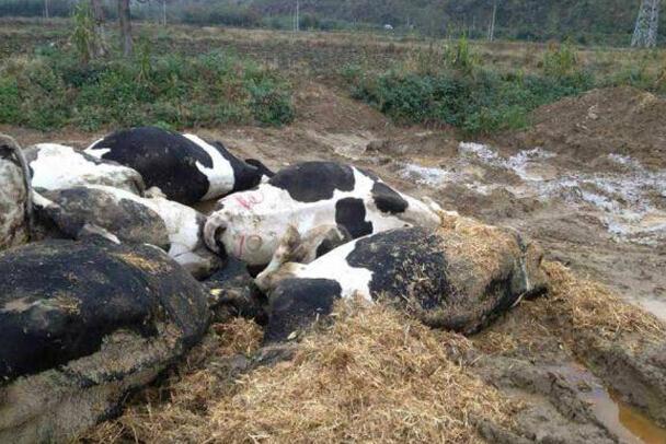 湖北：村民堵牧场大门半个月 饿死60余头奶牛 