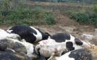 湖北：村民堵牧场大门半个月 已致60余头奶牛死亡(组图)