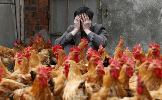 H7N9禽流感最新消息：浙江H7N9流感病例1人死亡