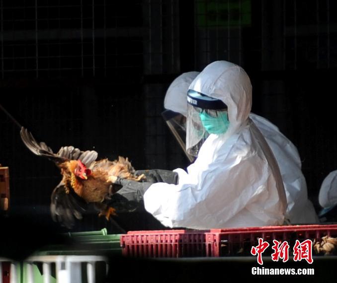 香港确认内地供港活鸡发现H7禽流感病毒(组图