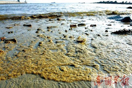 北海海域出现大量黄色漂浮物 专家称系球形棕囊藻(图)