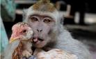 印尼猴子与鸡相爱 盘点动物之间的跨种族之恋